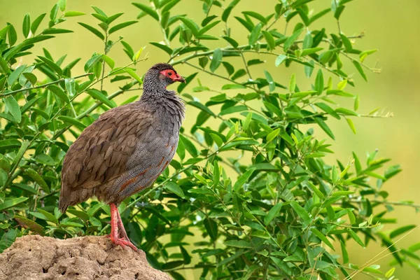 Swainson Spurfowl Francolin Pternistis Swainsoni Πουλί Στο Φυσικό Περιβάλλον Εθνικό — Φωτογραφία Αρχείου