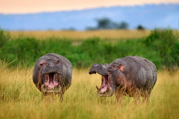 Bataille Hippopotames Hippopotame Avec Museau Ouvert Sur Prairie Herbe African — Photo