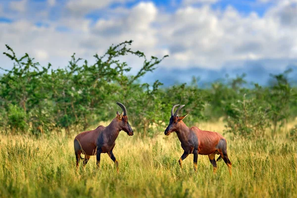 Topi Antelope Damaliscus Lunatus Jimela Ishasha Queen Elizabeth National Park — 스톡 사진