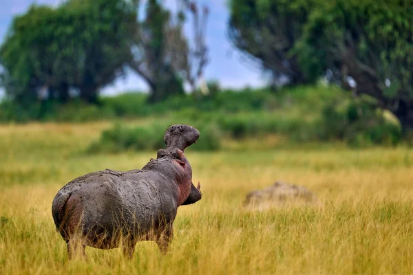 Cena Vida Selvagem Grande Hippopotamus Selvagem — Fotografia de Stock