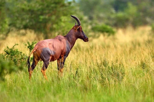 Topi Antelope Damaliscus Lunatus Jimela Ishasha Queen Elizabeth National Park — 图库照片
