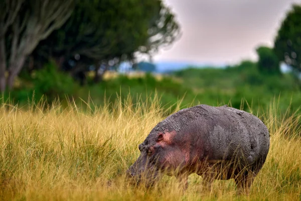 Scène Animalière Grand Hippopotame Sauvage — Photo