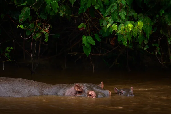 Hippone Hippopotame Afrique Hippopotame Amphibie Capensis Avec Soleil Soir Animal — Photo