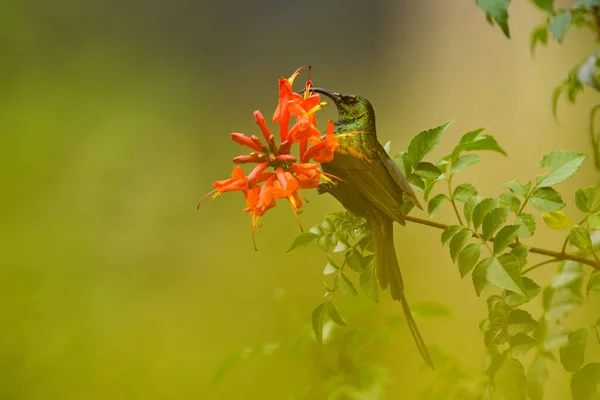 Brązowy Ptak Słoneczny Nectarinia Kilimensis Ptak Zielonej Roślinności Uganda Zielony — Zdjęcie stockowe