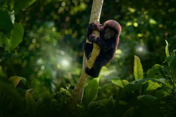 Gorila Retrato Vida Silvestre Cerca Gorila Montaña Parque Nacional Mgahinga — Foto de Stock