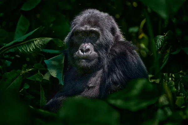 Gorila Retrato Vida Silvestre Cerca Gorila Montaña Parque Nacional Mgahinga —  Fotos de Stock