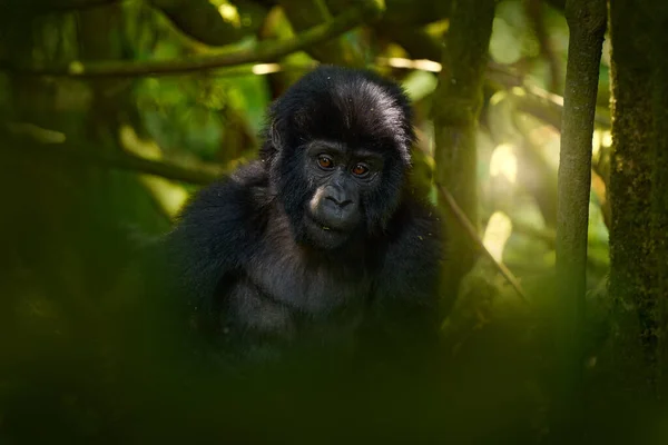 Gorila Montaña Parque Nacional Mgahinga Uganda Foto Cerca Del Gran — Foto de Stock