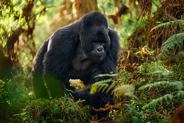 Berggorilla Mgahinga Nationalpark Uganda Nahaufnahme Von Wilden Großen Schwarzen Silberrücken — Stockfoto