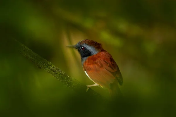 Vitmagad Myrfågel Myrmeciza Longipe Sällsynt Fågel Skogsmiljön Trinidad Och Tobago — Stockfoto
