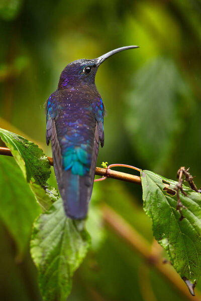 Blue Hummingbird Violet Sabrewing Tinny Bird Fly Jungle Wildlife Tropic Stock Photo