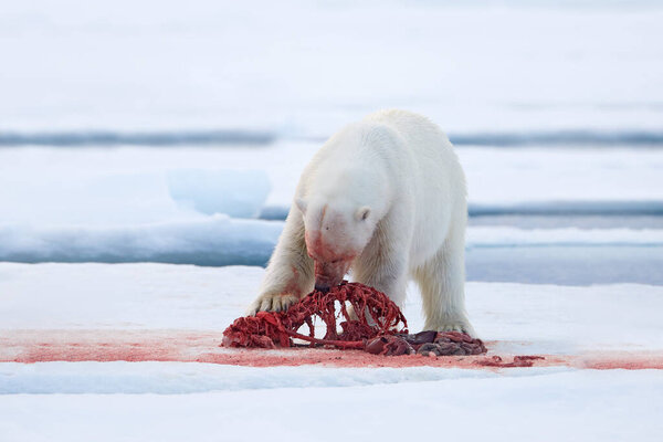 Canada Arctic White Polar Bear Drifting Ice Snow Feeding Killed Royalty Free Stock Photos