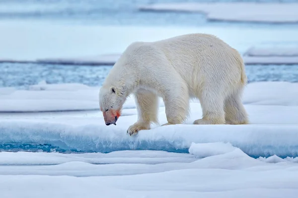 Polar bear dance Stock Photos, Royalty Free Polar bear dance Images | Depositphotos Polar bear dance Stock Photos, Royalty Free Polar bear dance Images | Depositphotos