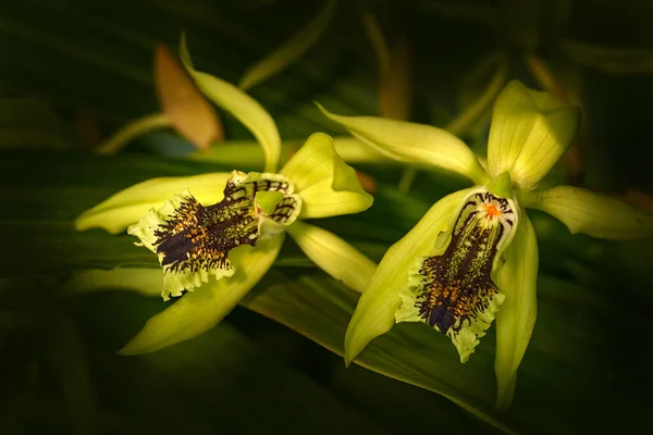 Fotos de Coelogyne, Imagens de Coelogyne sem royalties | Depositphotos