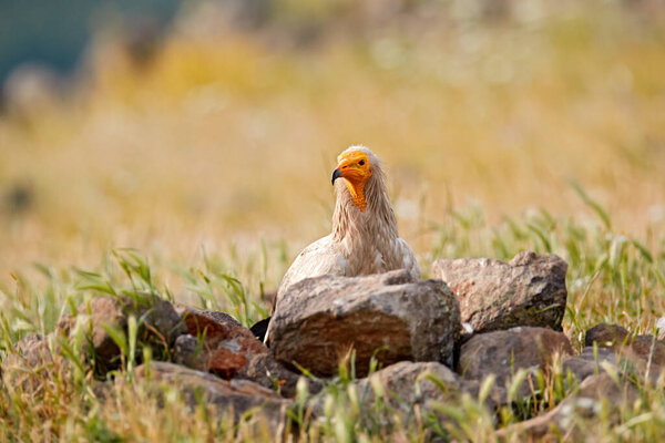 Egyptian Vulture Neophron Percnopterus Big Bird Prey Sitting Stone Nature Stock Picture