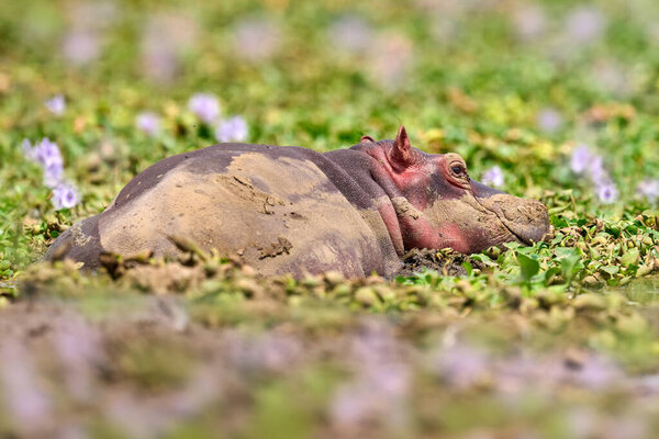 Hippo Sleeping Pink Hyacint Flower Bloom Uganda Wildlife Hippo Nature Stock Picture