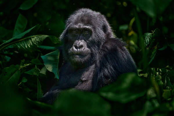 Gorilla Wildlife Close Portrait Mountain Gorilla Mgahinga National Park Uganda Royalty Free Stock Images