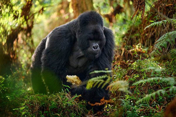 Mountain Gorilla Mgahinga National Park Uganda Close Photo Wild Big Stock Image