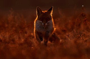 Doğa habitatında turuncu kürklü hayvan. Yeşil orman çayırındaki tilki. Kızıl Tilki avı, Vulpes vulpes, Avrupa 'dan vahşi yaşam sahnesi. Akşam gün batımı. Fox gün batımı. 