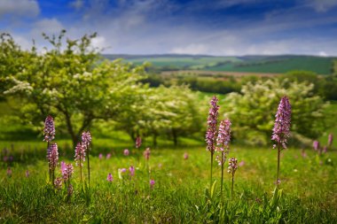 Cech manzarası. Çiçekli Çek peyzajı, Orchis purpurea, Lady Orchid, Avrupa karasal orkidesi, Çek Cumhuriyeti 'nin Bahar Tepeleri' ndeki doğal orkidesi. Vahşi orkidede pembe çiçek açar..