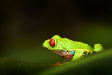 Kırmızı gözlü ağaç kurbağası, Agalychnis callidryas, Kosta Rika. Tropikal ormandan güzel bir kurbağa. Yeşil izindeki orman hayvanı. Kırmızı gözlü kurbağa..