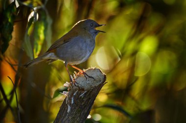 Black-billed Nightingale-Thrush, Catharus gracilirostris, brown grey bird in the nature forest habitat. Trush with clear green background, Savege river, Costa Rica, Cetral America.  clipart