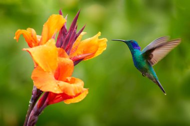 Green Violet-ear, Colibri thalassinus, hummingbird with green leaves in natural habitat, Panama. clipart