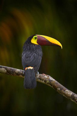 Geniş hayat, ormandaki kuş. Arka planda yeşil ormanla birlikte tropikal yağmurda dalda oturan Chesnut-mandiled Toucan. Doğadan vahşi yaşam sahnesi. Swainson 's Toucan, Ramphastos ambiguus swinsonii, Kosta Rika