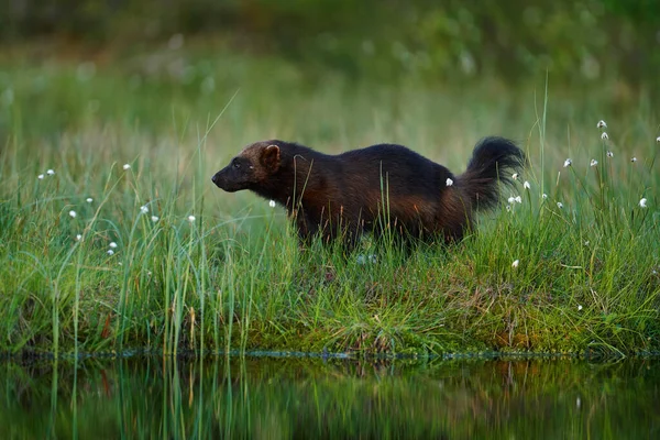 Canada Wildlife Wolverine Running Catch Taiga Wildlife Scene Nature Rare — Foto de Stock