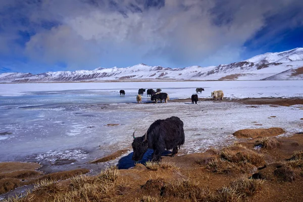 Дикий Bos Mutus Крупный Бовидный Коренной Житель Аляски Зимний Горный — стоковое фото
