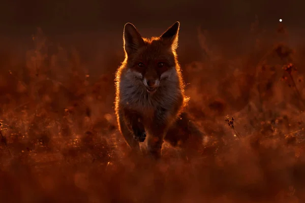 Orange fur coat animal in the nature habitat. Fox on the green forest meadow. Red Fox hunting, Vulpes vulpes, wildlife scene from Europe. Evening sunset. Fox sunset.