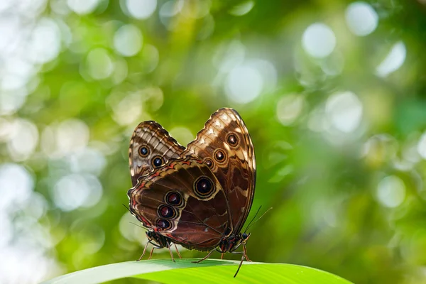 Blauwe Morpho Buttefly Paring Koppeling Natuur Mooie Zwarte Vlinder Grote — Stockfoto