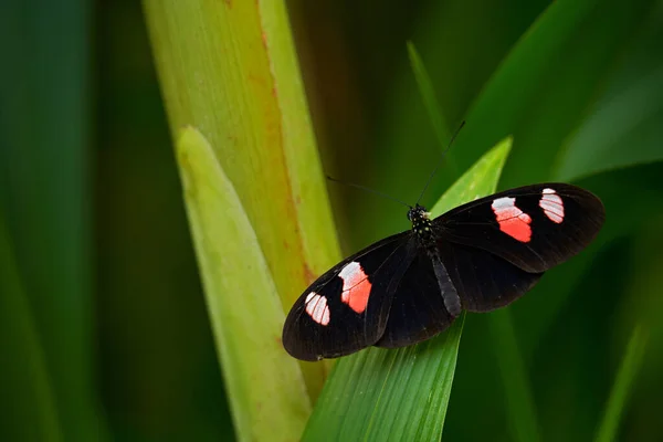 Heliconius Erato Κόκκινη Πεταλούδα Ταχυδρόμου Στο Φυσικό Περιβάλλον Ωραίο Έντομο — Φωτογραφία Αρχείου
