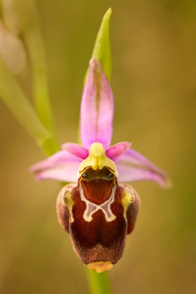 Ophrys Holoserica Holubyana Včelí Orchideje Rozkvetlé Evropské Suchozemské Orchideje Přírodní — Stock fotografie