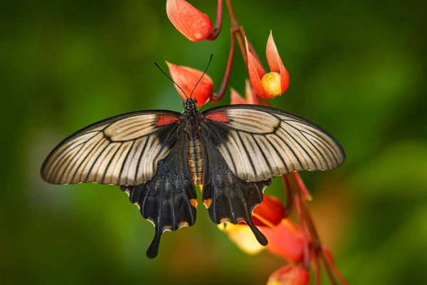 Papilio Memnon Бабочка Красном Цветке Природе Красивая Черная Бабочка Великий — стоковое фото