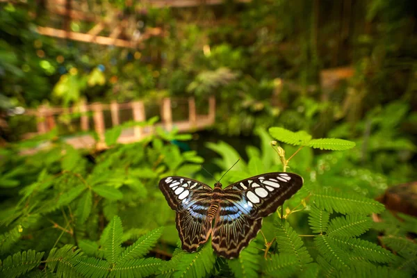 Butterfly Wide Angle Lens Nature Habitat Clipper Parthenos Sylvia Resting — Stockfoto