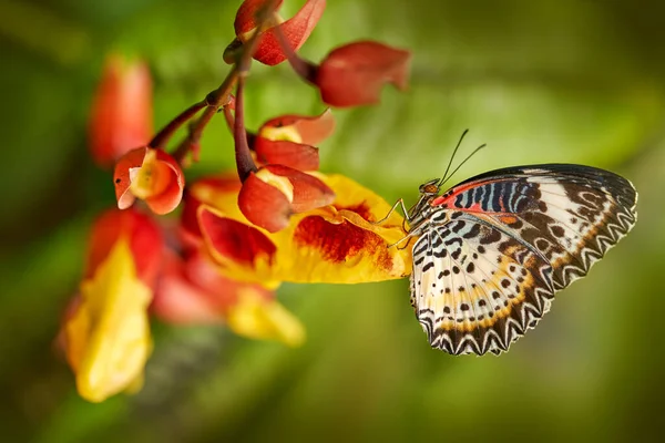 Cethosia Biblis Red Lacewing Species Heliconiine Butterfly Belonging Family Nymphalidae — Stock Photo, Image