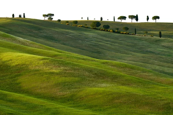 Tuscany Landscape Pienza Italy Spring Day Nature Green Wavy Meadow — Photo