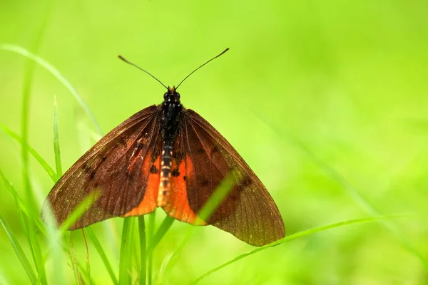 Acraea Asboloplintha Black Winged Acraea Brown Orange Butterfly Kibale Forest — Stockfoto