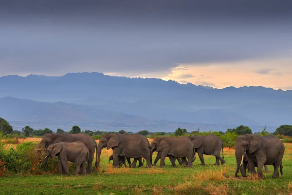 Elephant Mountains Elephant Rain Elephant Murchison Falls Uganda Big Mammal — Photo