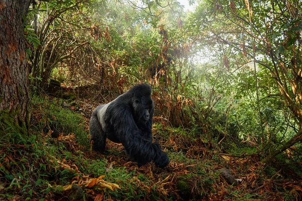 Gorila Retrato Vida Silvestre Cerca Gorila Montaña Parque Nacional Mgahinga —  Fotos de Stock