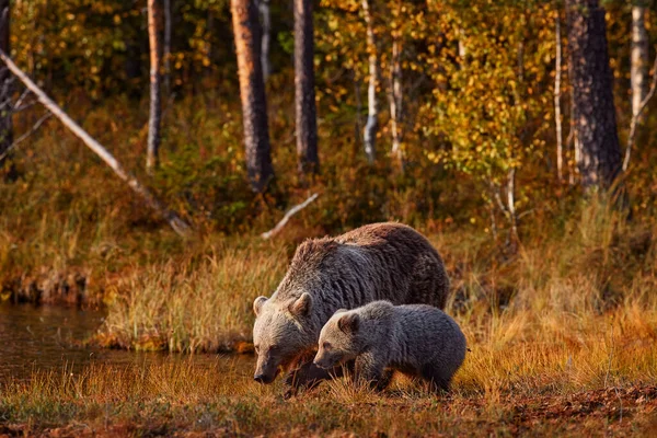 Bear Young Drink Water Forest Lake Autumn Evening Wildlife Finland — ストック写真