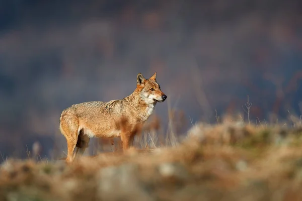 Wolf Canis Lupus Wild Nature Europe Mountain Romania Portrait Predator — Foto de Stock