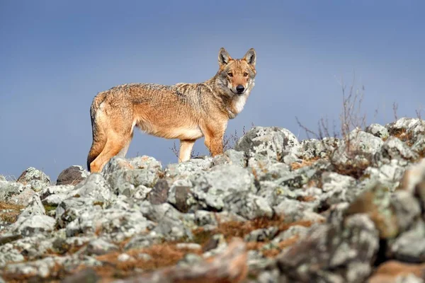 Wolf Canis Lupus Wild Nature Eastern Rhodopes Mountain Bulgaria Euroe — Stock Photo, Image