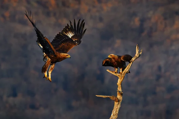 Dövüş Doğu Rhodopes Kartalla Büyük Kanat Açıklığıyla Uçan Yırtıcı Kuş — Stok fotoğraf