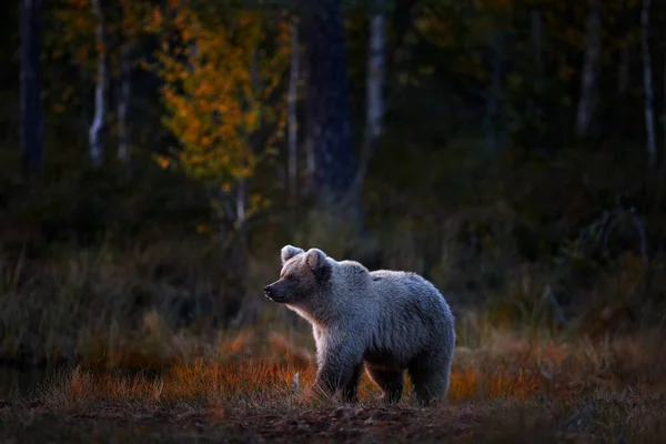 Herbstliche Abendnatur Bär Versteckt Gelbem Wald Fallende Bäume Mit Bären — Stockfoto