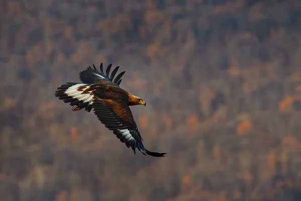 Rhodopes Oriental Balançam Com Águia Ave Voadora Rapina Águia Dourada — Fotografia de Stock