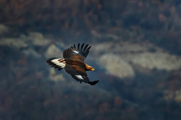 Eastern Rhodopes rock with eagle. Flying bird of prey golden eagle with large wingspan, photo with snowflakes during winter, stone mountain, Rhodope Mountains, Bulgaria wildlife. Eagle sunset.