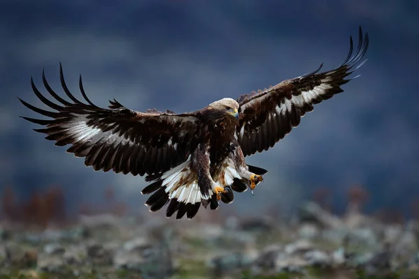 Flying Bird Prey Golden Eagle Large Wingspan Photo Snowflakes Winter — Foto de Stock