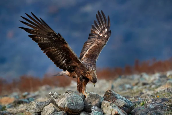 돕스는 독수리와 던졌어요 길이가 겨울에는 눈송이가 독수리가 날아다니고 로도피 불가리아 — 스톡 사진
