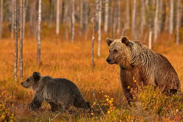 Mother Young Brown Bear Hidden Yellow Forest Autumn Trees Bear — Fotografia de Stock